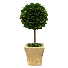 a small potted tree is shown in the shape of a ball on a white background