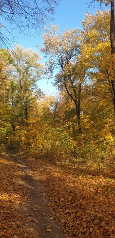 a dirt path surrounded by trees with yellow leaves on the ground and blue sky in the background