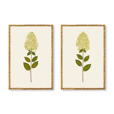 two framed art prints with green leaves and flowers on white paper, one is yellow