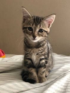 a small kitten sitting on top of a bed