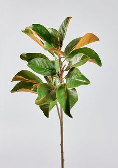 a plant with green leaves is shown in front of a white background and has long thin stems