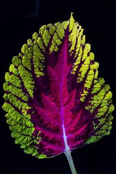 a green and purple leaf on a black background with the light reflecting off it's side