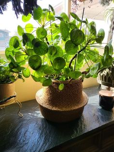 Pilea peperomioides has thin, round, green, pancake shaped or coin shaped green leaves. - Houseplant411 Coin Plant, Pancake Plant, Chinese Coin, Plant Wishlist, Pilea Peperomioides, My Plant, Money Plant, Plant Growing