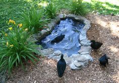 four black birds are standing in front of a small pond with rocks and plants around it