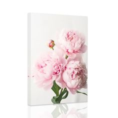 three pink peonies on a white background with reflection in the water and one flower is still blooming