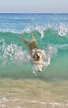 a dog is swimming in the ocean waves