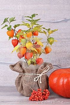 an orange pumpkin and some red berries in a bag on a wooden table next to a potted plant