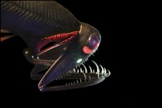 an image of a fish with its mouth open and it's teeth out in the dark