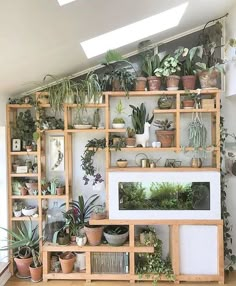 a room filled with lots of potted plants on top of wooden shelving units