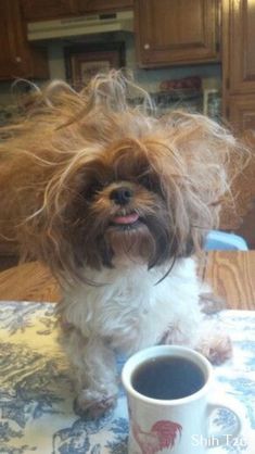 a brown and white dog sitting on top of a table next to a cup of coffee