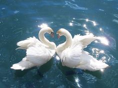 two white swans in the water making a heart shape