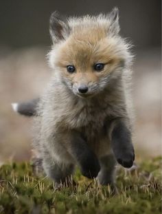 a baby fox is running through the grass with it's paws in the air