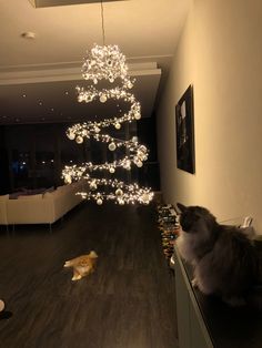 a cat sitting on top of a wooden floor next to a christmas tree with lights