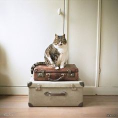 a cat sitting on top of two suitcases in front of a white wall and wooden floor