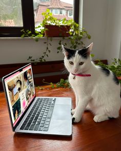 a black and white cat sitting next to an open laptop computer on a wooden table