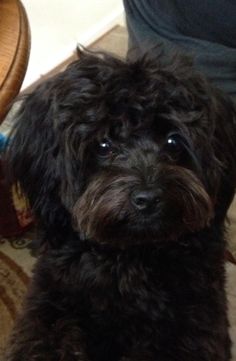 a black dog sitting on the floor next to a wooden table and chair with its eyes open