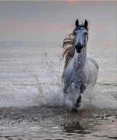 a horse is running through the water