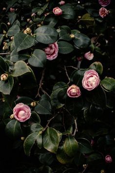 some pink flowers are blooming on the tree