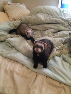 two ferrets laying on top of a bed covered in blankets