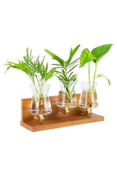 three glass vases with plants in them on a wooden tray