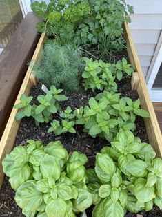 an assortment of plants in a raised garden bed