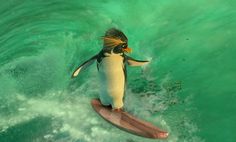 a penguin on a surfboard in the water