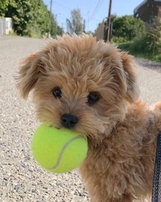 a small dog holding a tennis ball in its mouth