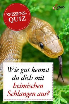 a brown snake with the words wie gut kernst du dich mit demnischen schlagen aus?