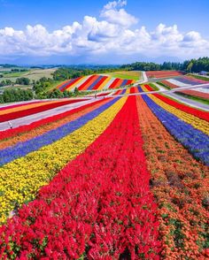 a field full of colorful flowers under a blue sky