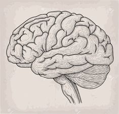 a drawing of the human brain in black and white