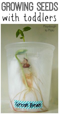 growing seeds with toddlers playdough to plate by green bean, via arts and crafts