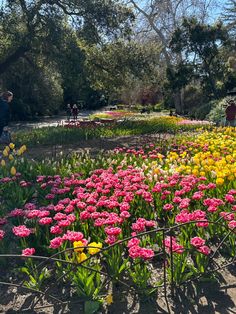 a garden filled with lots of colorful flowers