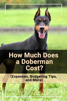 How much does it cost to own a Doberman? Get insights into the initial purchase price and additional care costs like vet visits and grooming. #Doberman #DogBreed #DogsAndPuppies