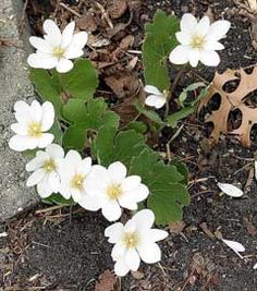 small white flowers growing out of the ground next to some leaves and mulchs