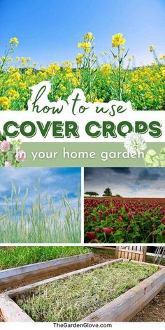 how to use cover crops in your home garden