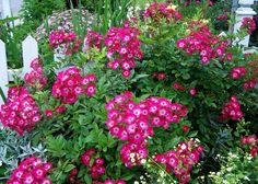 pink flowers are blooming in front of a white picket fence