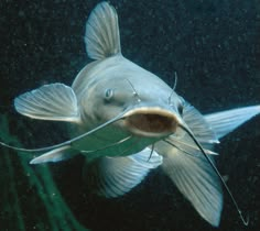 a fish that is looking at the camera with it's mouth open and tongue out