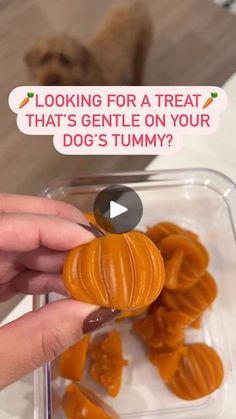 Help With Digestion, Pumpkin Treats, Diy Dog Food, Doggie Treats, The Digestive System, Mom Lifestyle, High In Fiber, Pumpkin Treat, Soluble Fiber