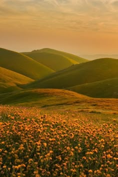 the sun shines brightly over rolling hills and wildflowers in the foreground