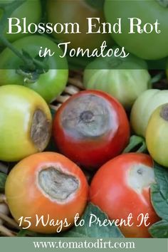 tomatoes and other vegetables with text that reads, blossom end rot in tomatoes