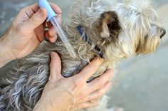 a small dog being groomed by a person with an electric toothbrush in it's mouth