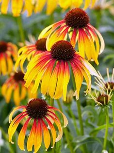 yellow and red flowers with green leaves in the background