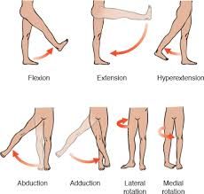 an image of different types of legs and ankles