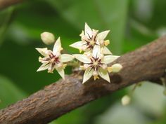 small white flowers are growing on a branch