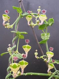 the flowers are starting to open up and wilting on the plant's stems