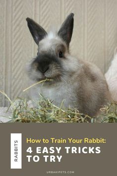 a rabbit sitting in hay with the words how to train your rabbit 4 easy tricks to try