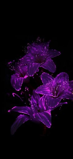 purple flowers with water droplets on them are shown in the dark night time scene,