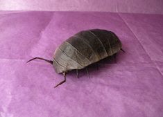 a bed bug crawling on a purple sheet