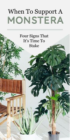 a wooden chair sitting next to a potted plant