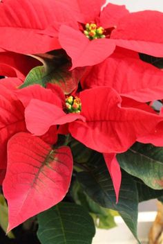 Poinsettias are tropical plants native to Mexico that appear as decorations in stores and homes during the festive winter holidays. Red "flowers" with green leaves is the classic look but you can also find white and pink, ones too. But the colored leaves aren't actually petals of a flower but leaf bracts. Once you take one home, it's important to give them the best care so they flourish. As sensitive plants, they need to be watered properly to ensure they stay happy and thrive in your home. #garden #poinsettia #wintergarden #winterplants #gardening